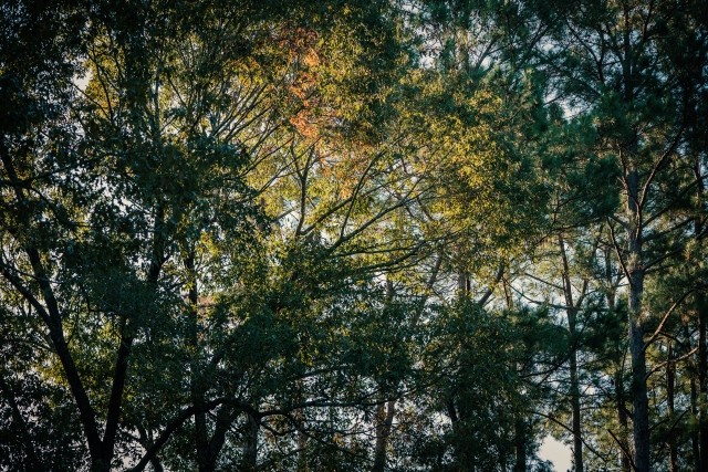 Trees in a working forest viewed from below the forest canopy